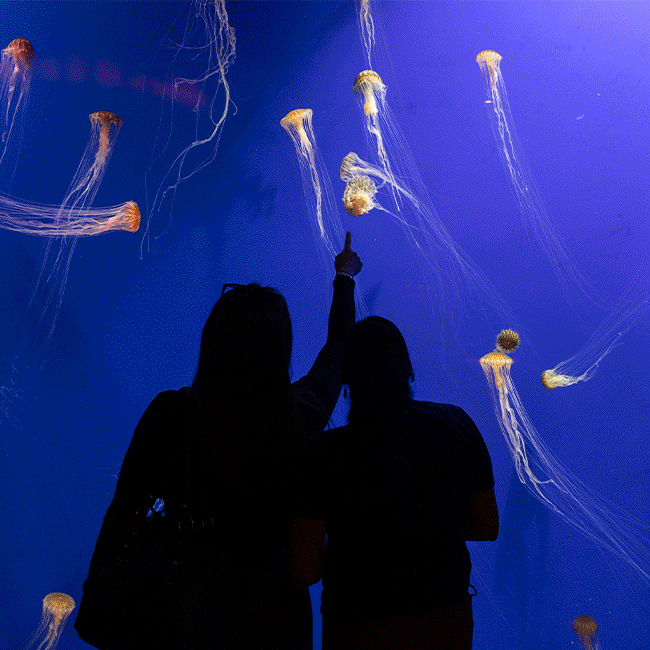 Slideshow of animals and experiences at Georgia Aquarium