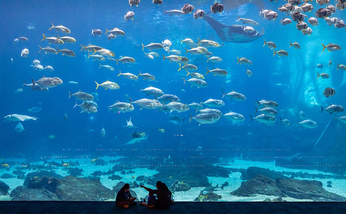 Georgia Aquarium Aqua Pass overlayed on an image of sharks in their gallery