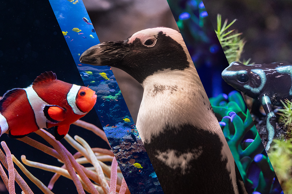 Animals at Georgia Aquarium