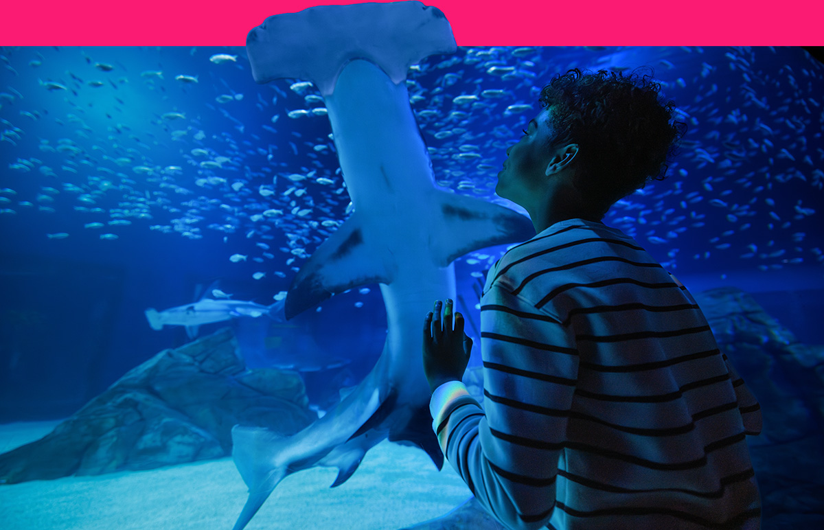 Shark gallery with guests viewing