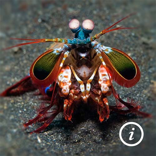 Animal Image