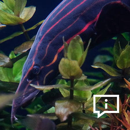 Fire Eel, click to learn more about them.