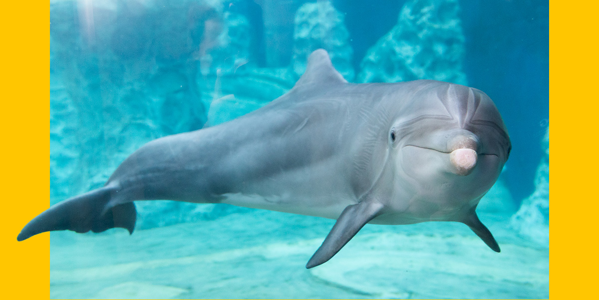 Dolphin swimming