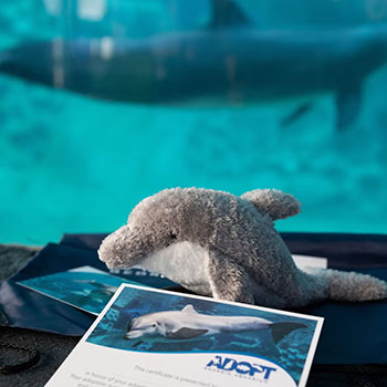 Dolphin Adopt Program