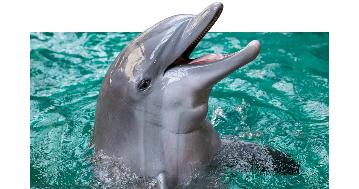 Dolphin in water