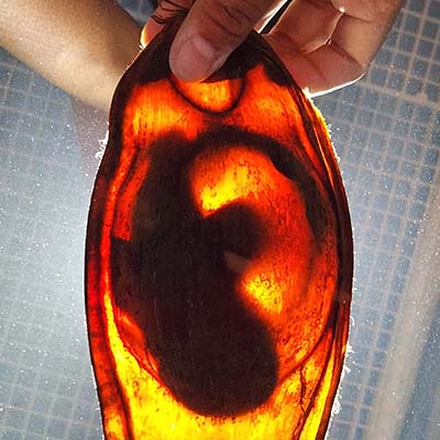 Close-up of a zebra shark egg.