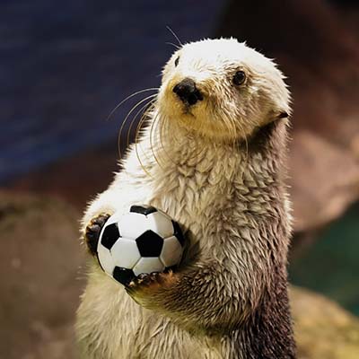 A sea lion balancing a soccer ball on its nose