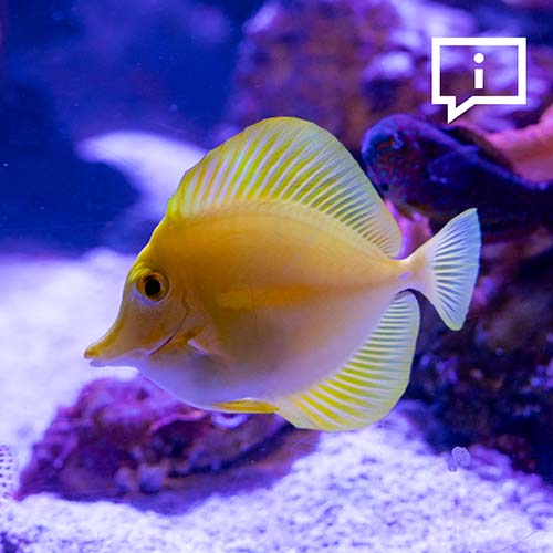 A bright yellow tang fish swimming in a blue aquarium exhibit
