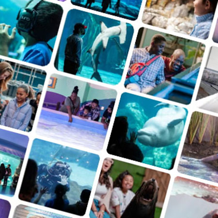 Guests exploring Georgia Aquarium exhibits celebrating 50 million visitors