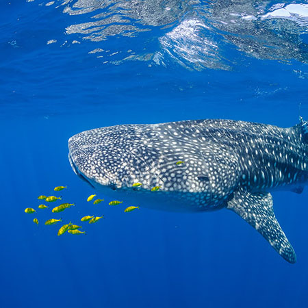 Researcher tagging a whale shark in open ocean