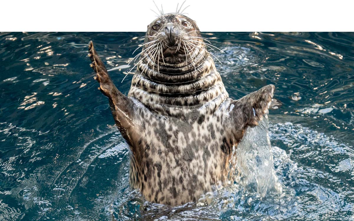 Georgia Aquarium — 50 Million Guests