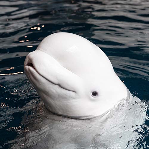 A beluga whale at Georgia Aquarium