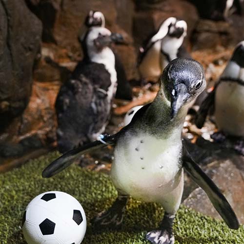 A group of African Penguins with a soccer ball