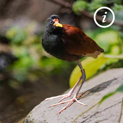 A jacana perched