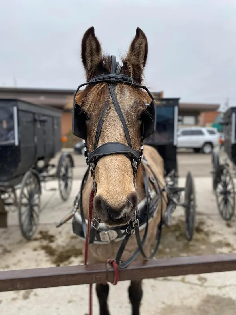 Horse hooked to carriage in Shipshewana