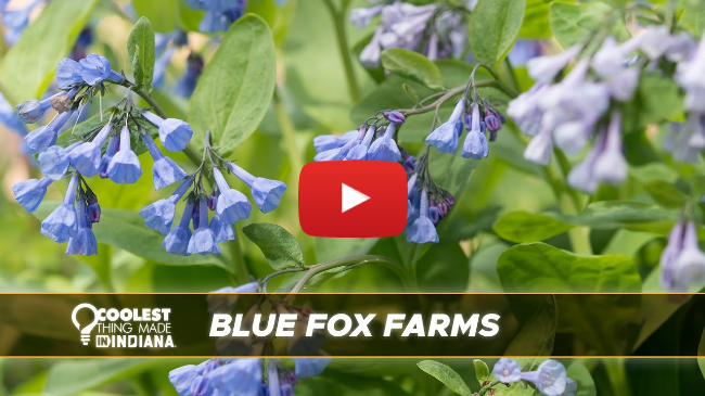 Blue Fox Farms | Coolest Thing Made IN Indiana
