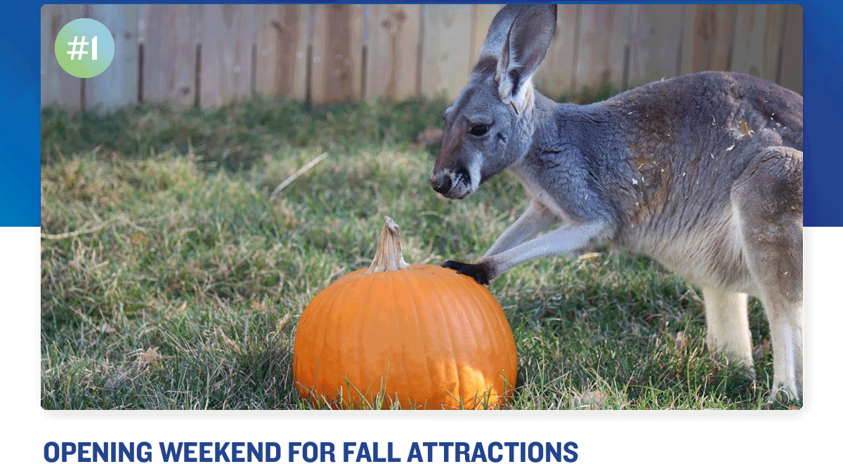 Opening Weekend for Fall Attractions