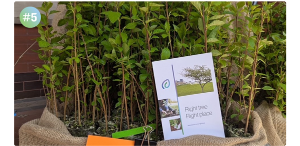 Arbor Week Tree Seedling Giveaway