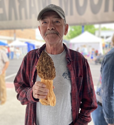 morel mushroom