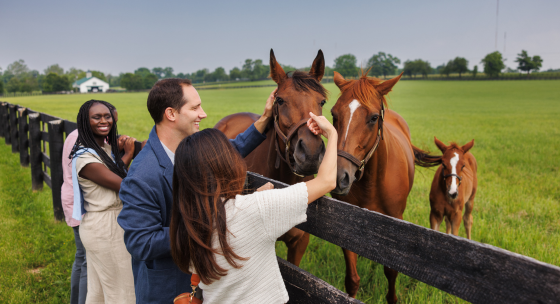 See Beautiful Kentucky Horses