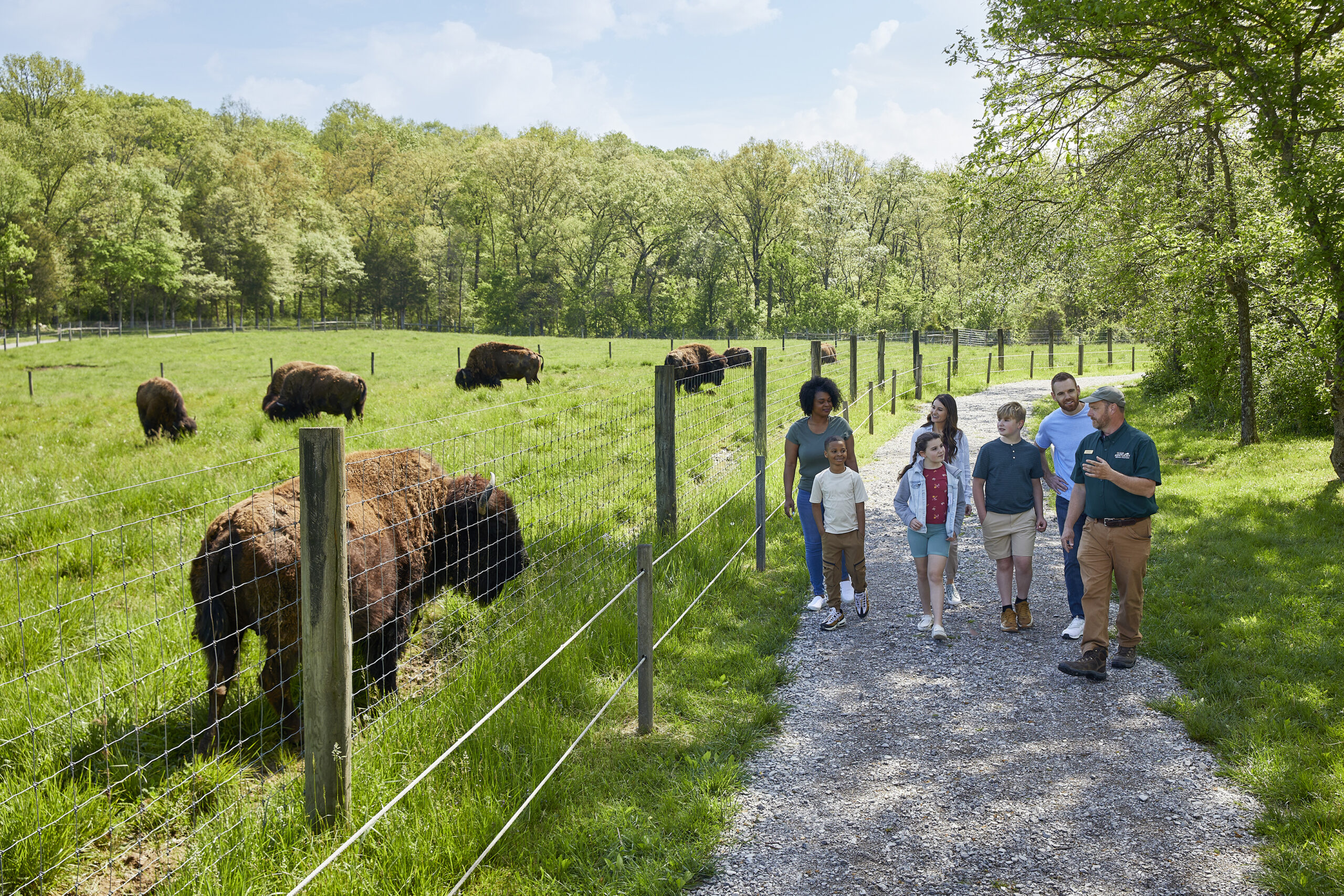 Meeting a Buffalo