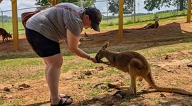 kangaroo