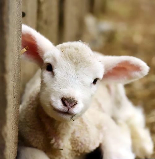 Wool Fest
