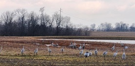 sand hill crane tour