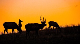 Martin County Kentucky wildlife
