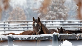 mills ridge farm