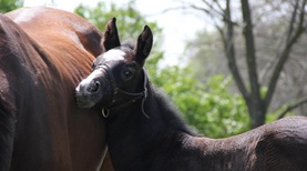 foal