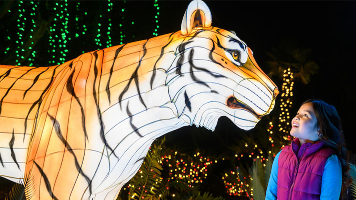 Holiday Lights