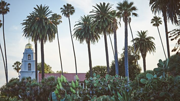 Palm Trees in the City of Beverly Hills