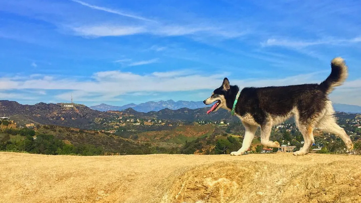 Pet Friendly LA