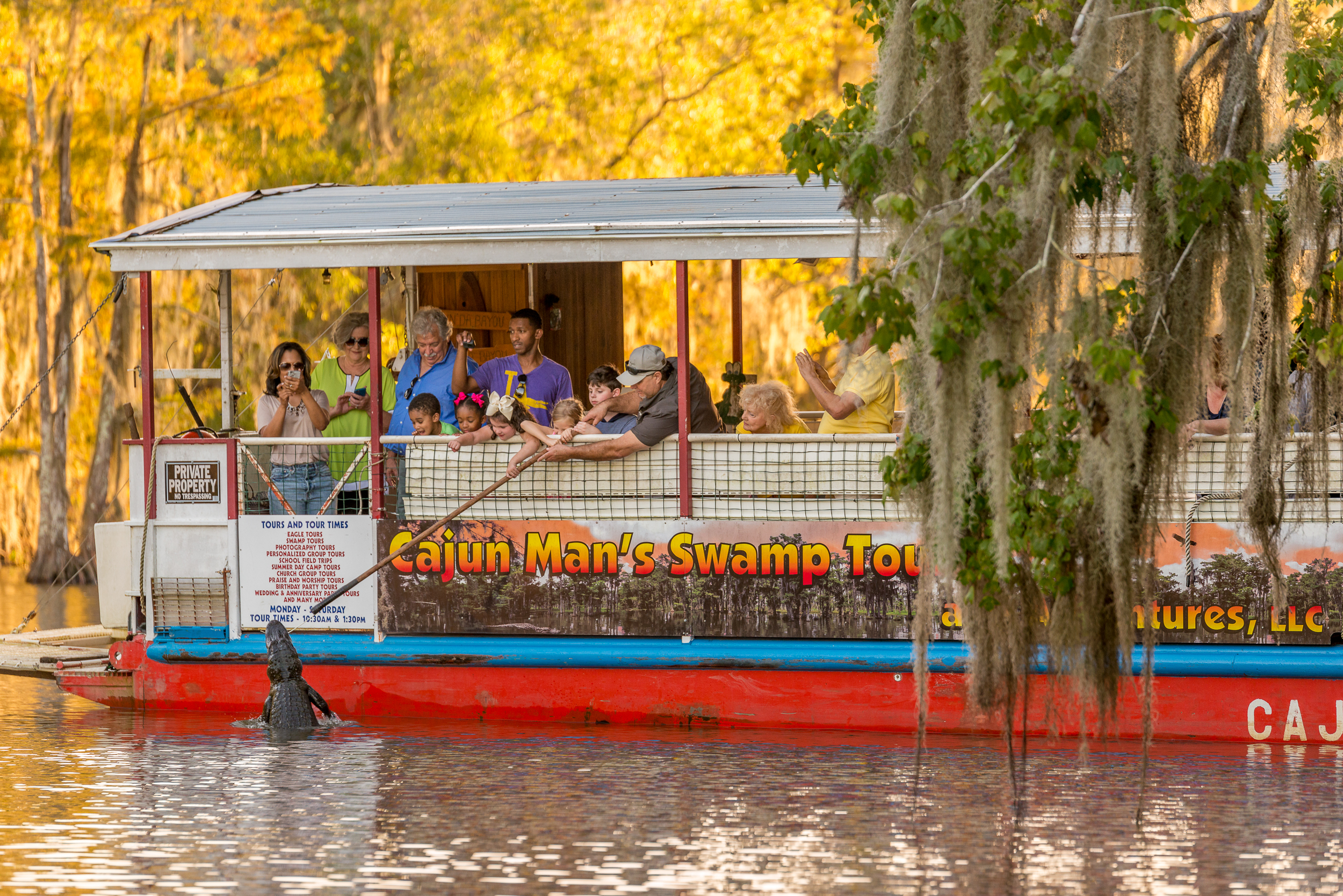Tour boat in swamp with alligator jump up the side to somebody feeding them. 