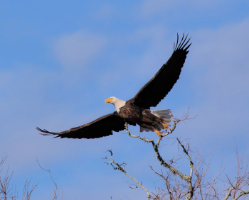 An eagle flying.