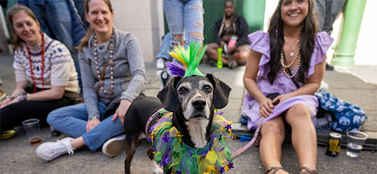 Dog in Mardi Gras costume with people sitting and smiling in the background.