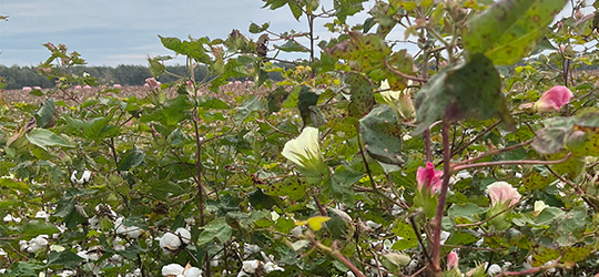 Frogmore Plantation