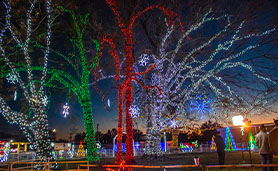 Spindly trees adorned with red, green and mixed-colored Christmas lights.