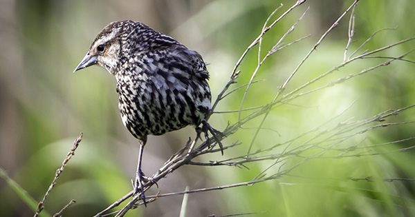 A female red-winged blackbird sits perched on a tree branch.