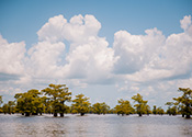 A swamp in Louisiana, with fluffy white clouds overhead.