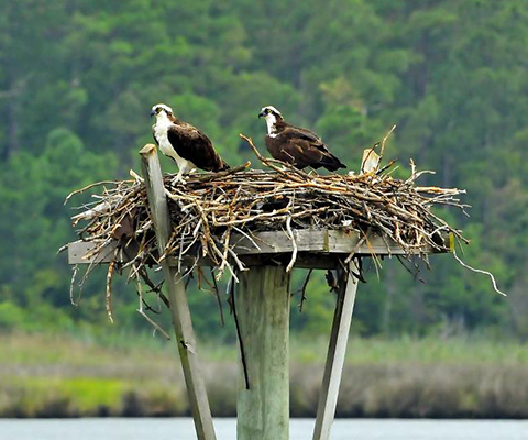 Picture of a male and female osprey in their nest.