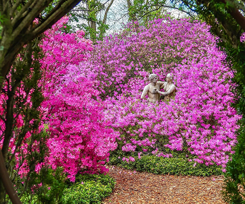 Picture of pink flowers in bloom.