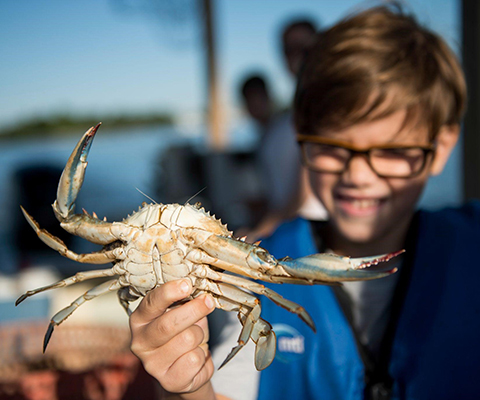 Picture of a boy holding up a Maryland Blue Crab.