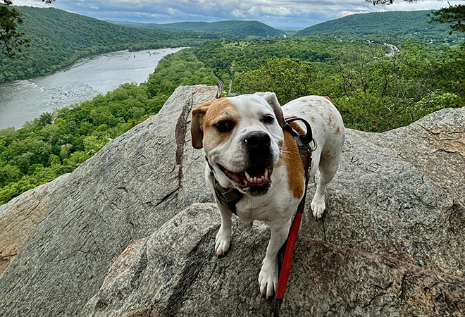 Picture of a dog standing on top of a Western Maryland mountain rock with the river in the background.