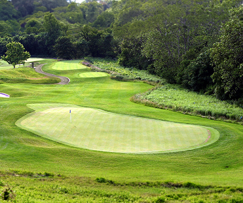 Picture of a golf course green.