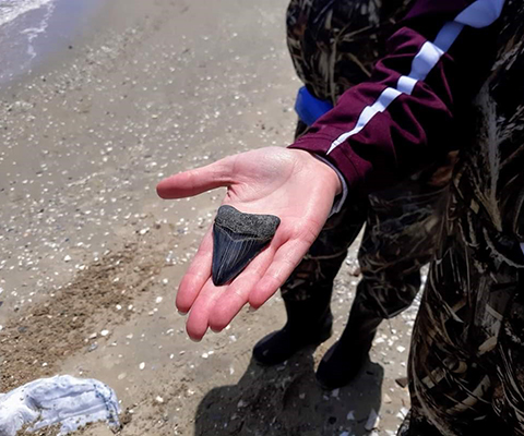 Picture of a person holding a fossil they found in their hand.