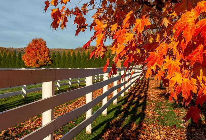 Picture of a beautiful Fall folhttps://outgoing-img-cdn.s3.amazonaws.com/images/spacer.gifge day in the country.