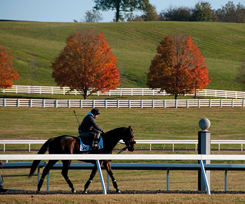 Picture of a person riding a horse in the Fall with beautiful Fall foliage in the background.