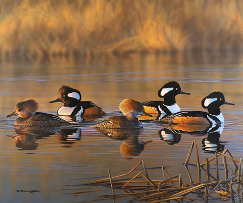 A picture of several ducks enjoying a swim.